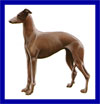 Click here for more detailed Greyhound breed information and available puppies, studs dogs, clubs and forums
